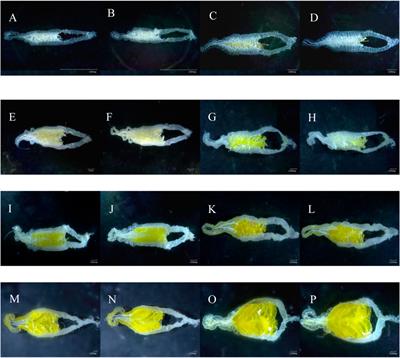 Reproduction system development of Ceracris kiangsu Tsai female adults and its relationship with fitness characteristics